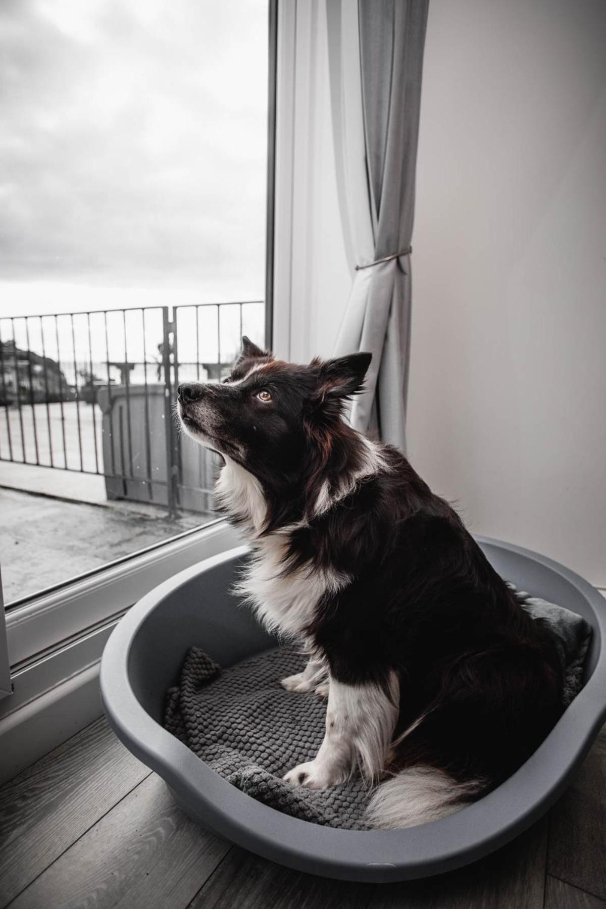 Pet Friendly Sea View Villa Millendreath Looe Zimmer foto